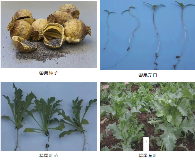 QQ20250409-085457.png