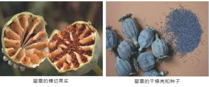 QQ20250409-085510.png