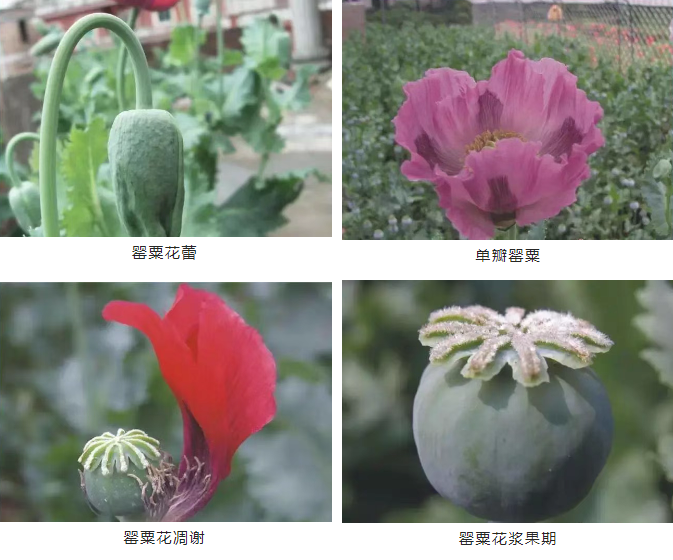 QQ20250409-085504.png